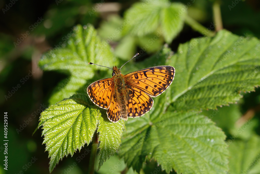 A Small Pearl-bordered Fritillary resting on Bramble leaves. A Small Pearl-bordered Fritillary resting on Bramble leaves.