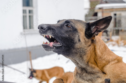 dog baying in the backyard, protecting his home photo