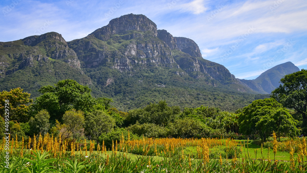Fototapeta premium Kirstenbosch botanical garden at the foot of Table Mountain panorama landscape, Cape Town, South Africa