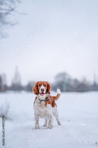 Fototapeta Naklejka Na Ścianę i Meble -  Adorable welsh springer spaniel dog breed in snowy forest in winter.