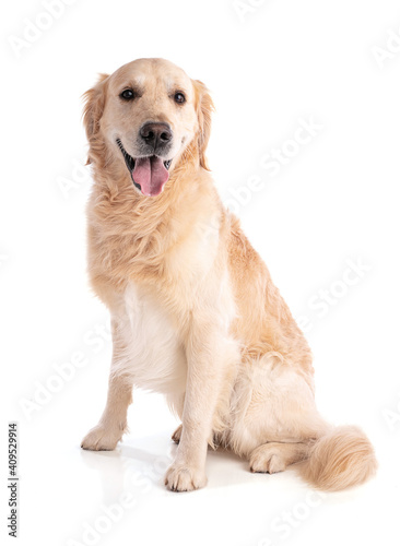 .Golden retriever dog sitting looking forward