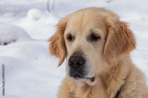 Golden Retriever im Schnee