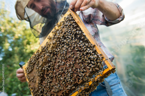 beekeeper holding a honeycomb full of bees closeup photo