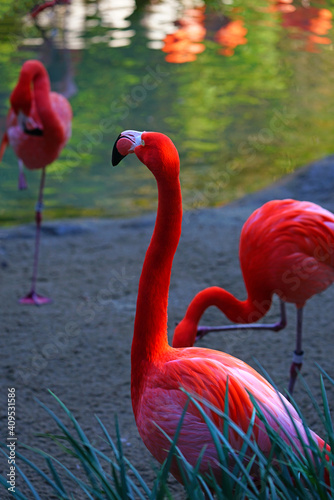 A pink flamingo bird standing on one leg