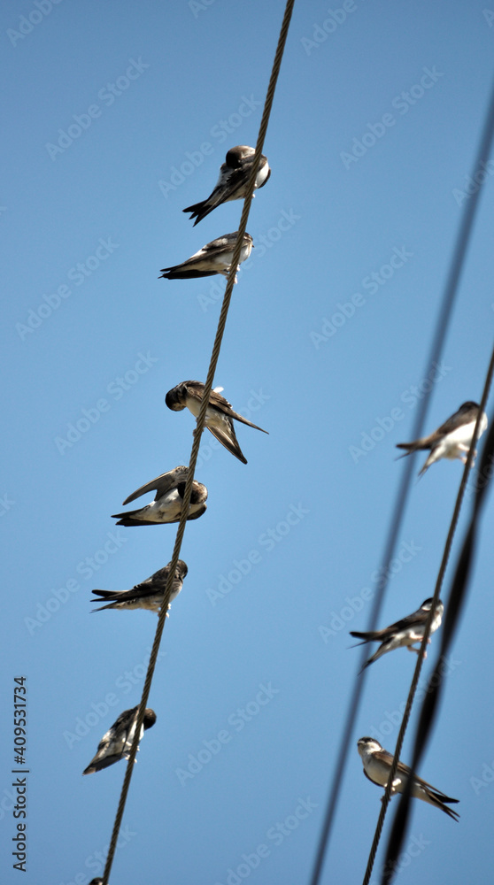 Swallows are sitting on the wires Swallows are sitting on the wires