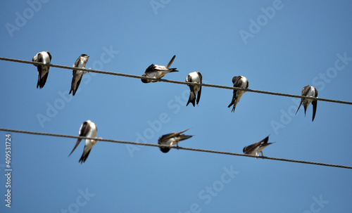 Swallows are sitting on the wires © orestligetka