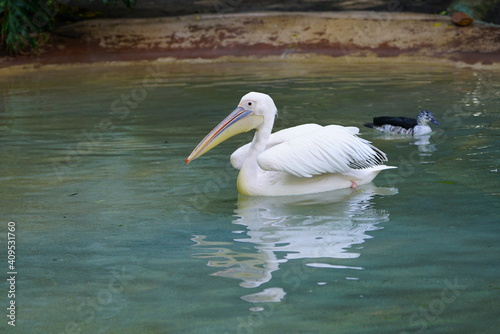 View of a great white pelican bird in water