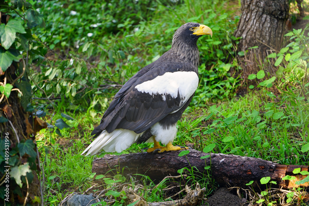 View of a Steller’s Sea-Eagle bird (Haliaeetus pelagicus)