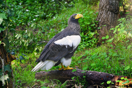 View of a Steller’s Sea-Eagle bird (Haliaeetus pelagicus) © eqroy