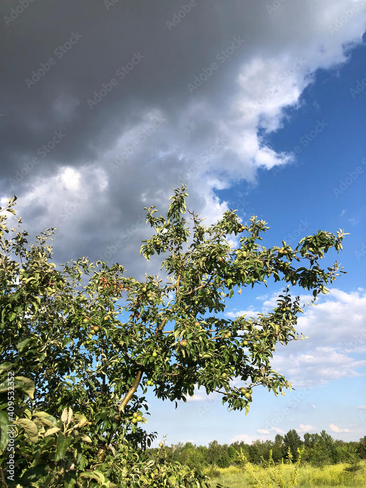 Fototapeta premium tree and sky