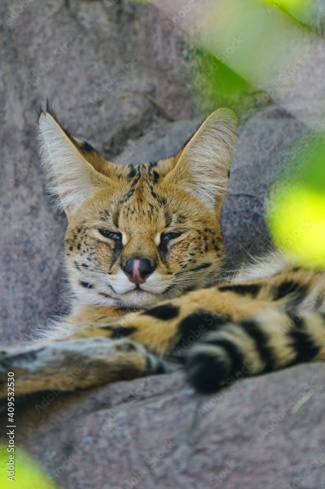 Obraz premium View of a serval (leptailurus serval)