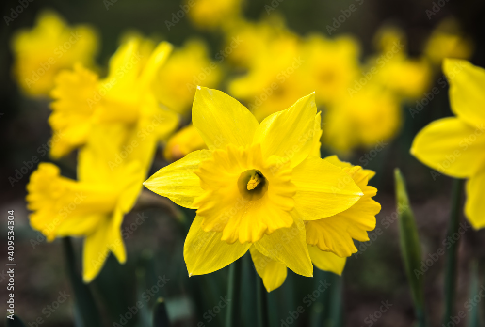 Yellow spring daffodil in a commercial field of flowers in the Skagit Valley region of Washington State Yellow spring daffodil in a commercial field of flowers in the Skagit Valley region of Washington State