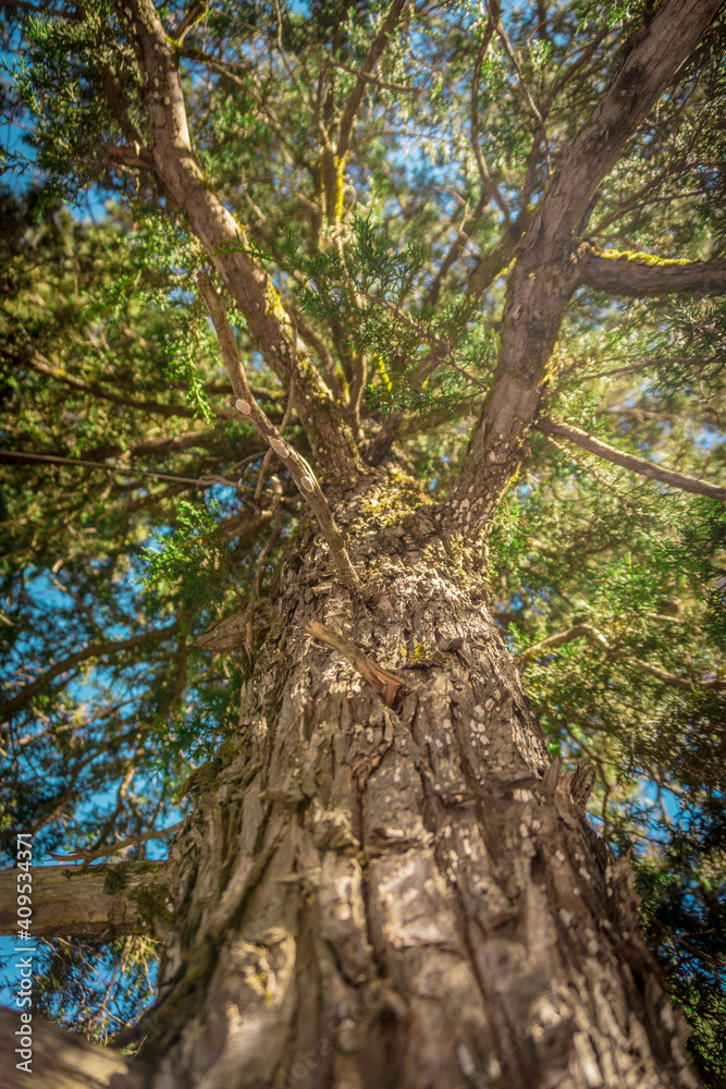 Fototapeta premium Bosque de Mexiquillo 