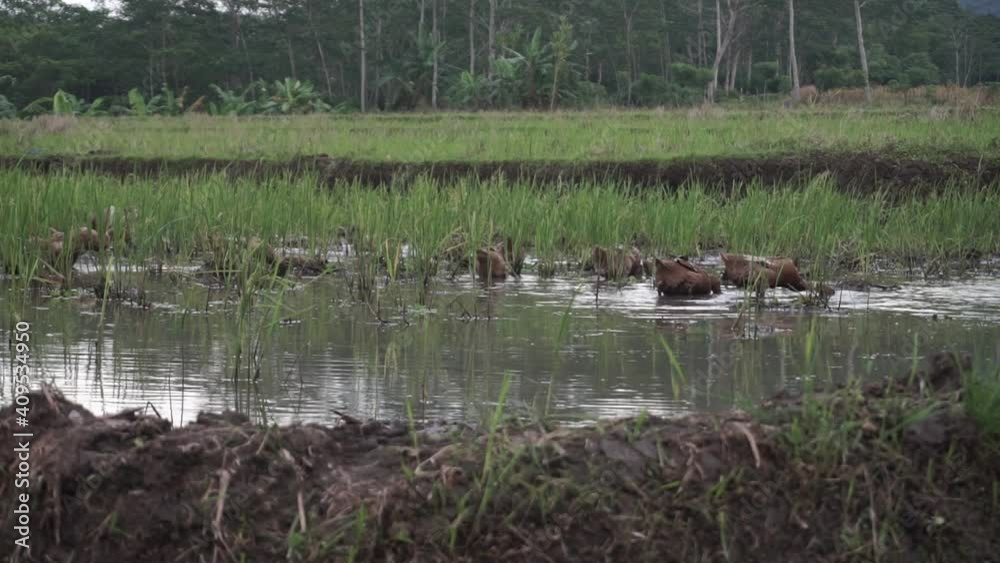 A flock of ducks looking for food in the harvested rice fields with Mount Sumbing A flock of ducks looking for food in the harvested rice fields with Mount Sumbing
