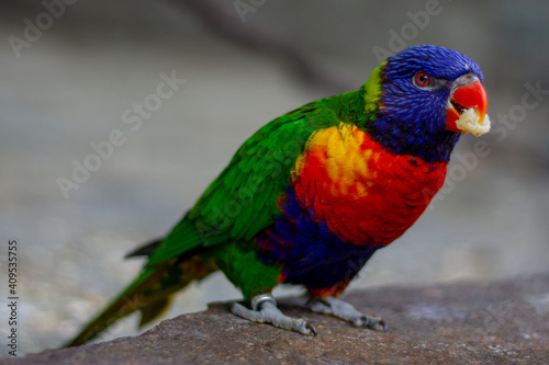 a colorful bird called rainbow lorikeet with a food treat in his beak 