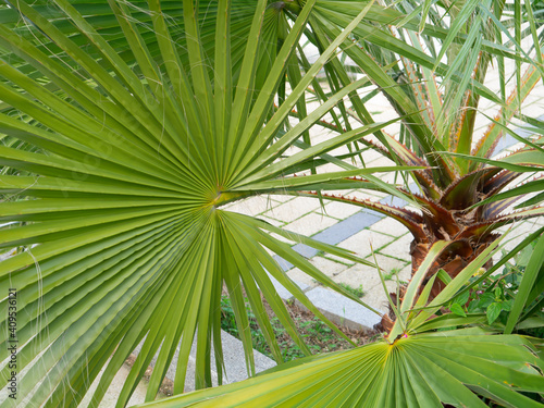 Fototapeta Naklejka Na Ścianę i Meble -  palm trees in Cadiz capital, Andalusia. Spain. Europe.
