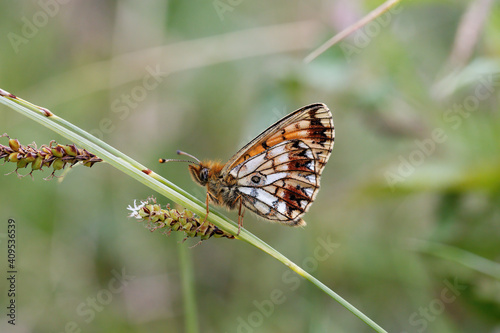 A Small Pearl-bordered Fritillary perched on a green stem.