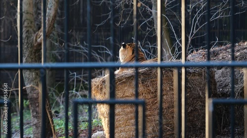 A tiger behind bars at the zoo photo