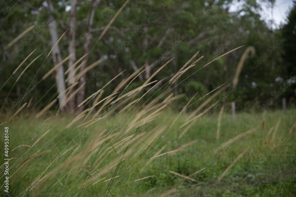 Grass Flowers