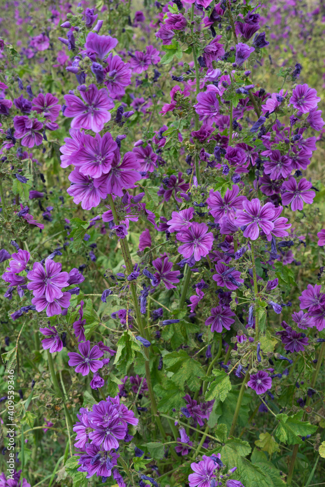 Wild common mallow blossom marginally on the grain field Wild common mallow blossom marginally on the grain field