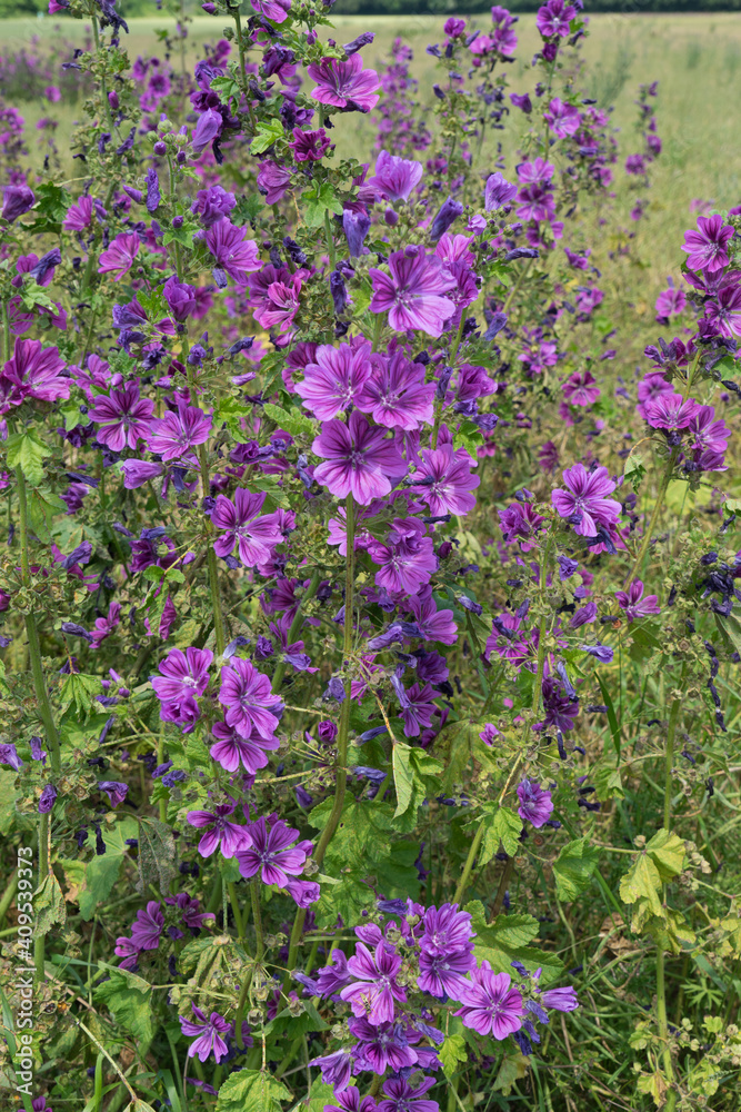 Naklejka premium Wild common mallow blossom marginally on the grain field