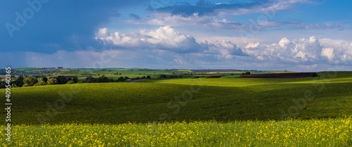Spring evening view with rapeseed yellow blooming fields in sunlight with cloud shadows. Natural seasonal, good weather, climate, eco, farming, countryside beauty concept. © wildman