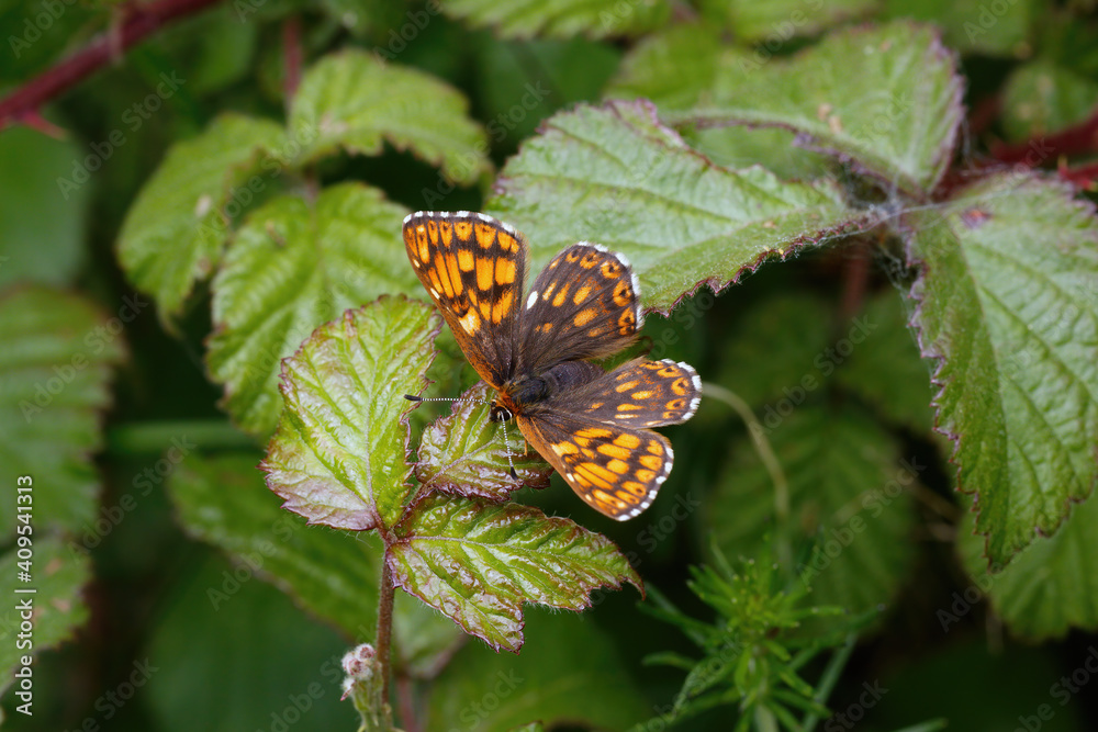 A Duke of Burgundy Butterfly resting on a Bramble leaf. A Duke of Burgundy Butterfly resting on a Bramble leaf.