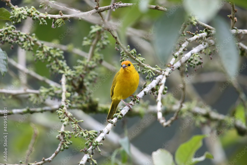 Saffron finch (Sicalis flaveola) in Equador