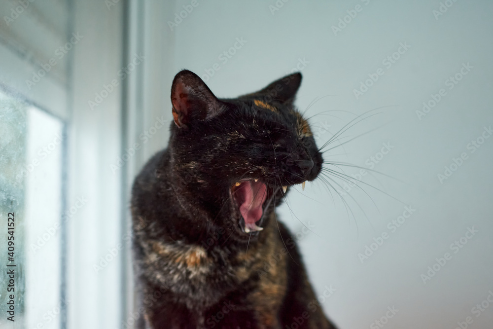 A selective focus of a funny Tortoiseshell cat yawning next to a window A selective focus of a funny Tortoiseshell cat yawning next to a window