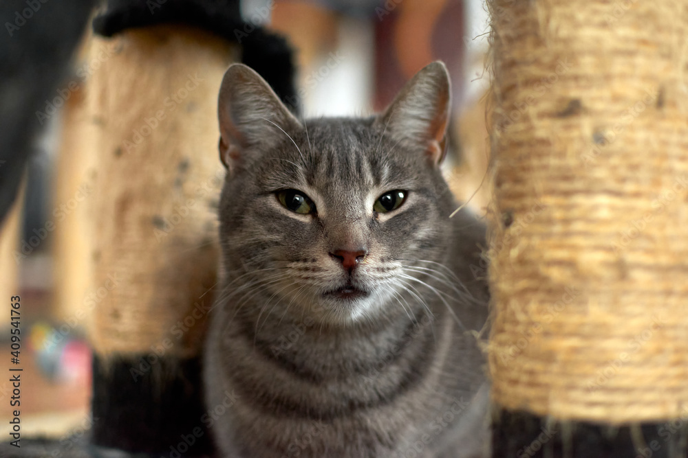 A closeup shot of gray cat sitting on rag in the house