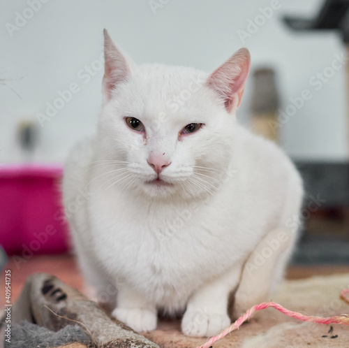 A closeup shot of white cat sitting on a rag in the house