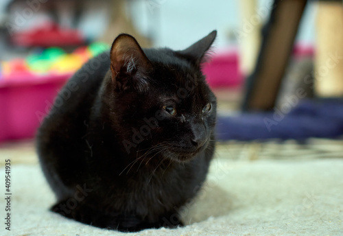 A serious black cat with a sly look resting on the small photo