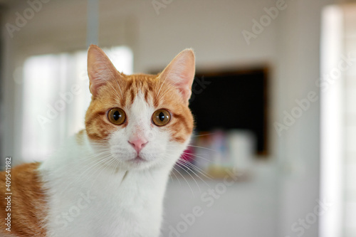 Funny white and orange cat with big surprised eyes