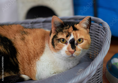 Fotografie Portrait of a curious calico cat resting on a pet bed
