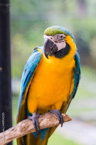 blue and yellow macaw sitting on a branch in a big open bird cage © recyap