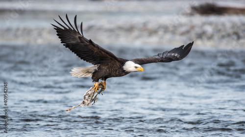 Mature bald eagle flying with a partial chum salmon carcass above the Nooksack River in winter in Western Washington State