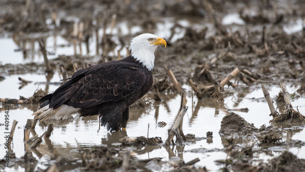 Fototapeta premium Bald eagle standing ankle deep in a muddy field in the winter in the Skagit Valley in Western Washington State