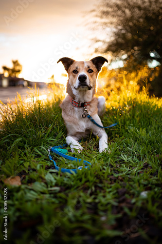 Mixed breed dog sitting at sunset