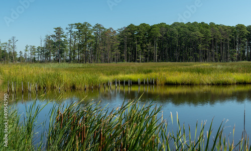 Fotografiet Coastal tidal wetlands on a Sunny Day