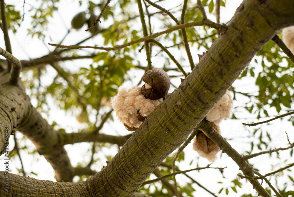 Naklejka premium Ceiba rama