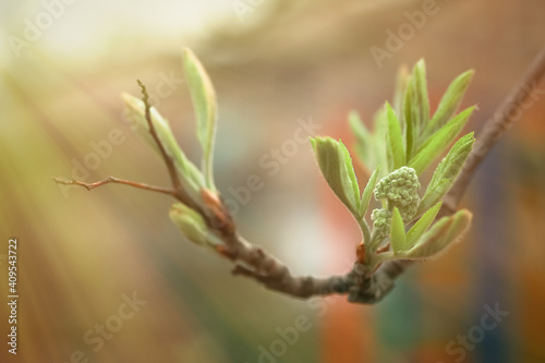 Sorbus Green buds and young leaves. Plant development in spring. first greens on bushes rowan, mountain-ash, whitebeam, Hybrids.