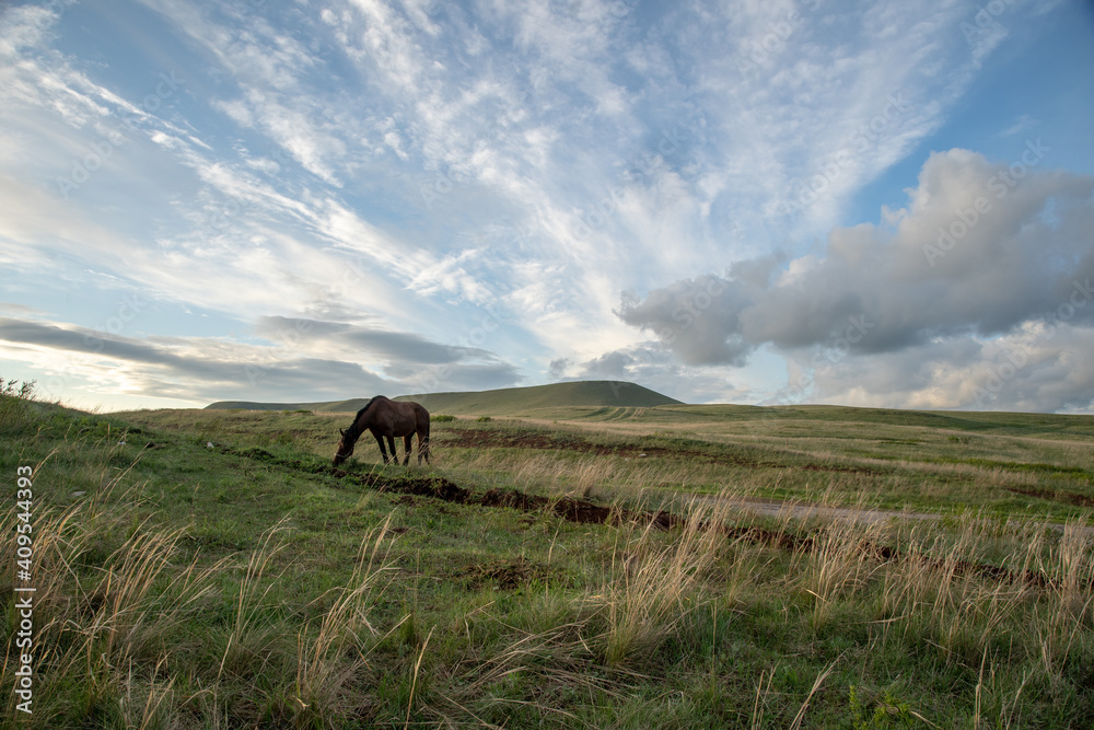 The horse is grazing in the meadow against the backdrop of a beautiful cloudy sky. Plenty of free space for pasting.