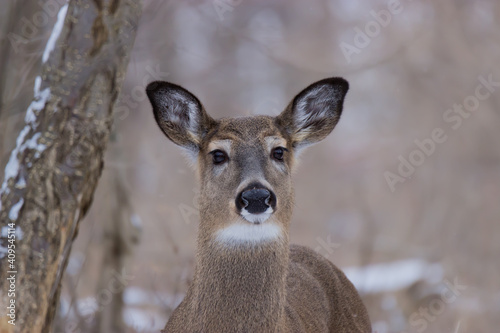 White-tailed Deer standing in a snow-covered forest. 