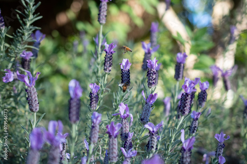 lavender flowers in region