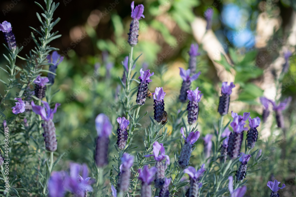 Obraz premium Lavender