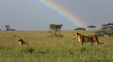 African Lion (Panthera leo) lioness with cub scanning the savanna in front of rainbow, Serengeti National Park; Tanzania