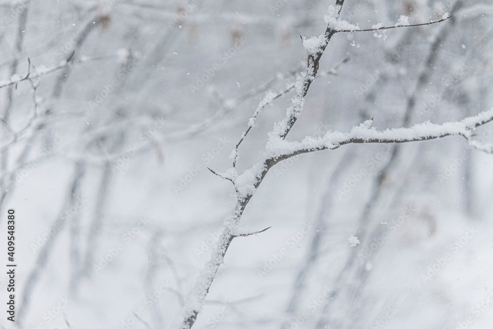 snow covered branches snow covered branches