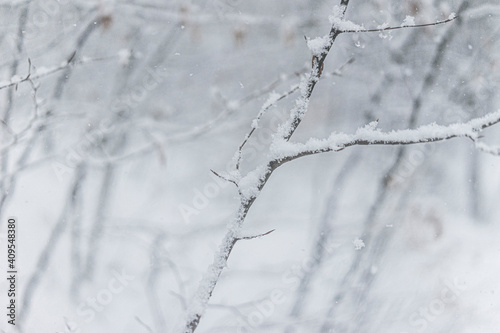 snow covered branches © yasincrow