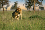 African Lion (Panthera leo) lioness cuddling and huddling together with cub in savanna, Serengeti National Park; Tanzania