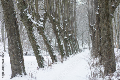 path of trees in the snow